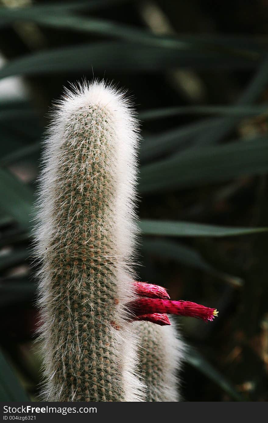 Cactus With A Flower