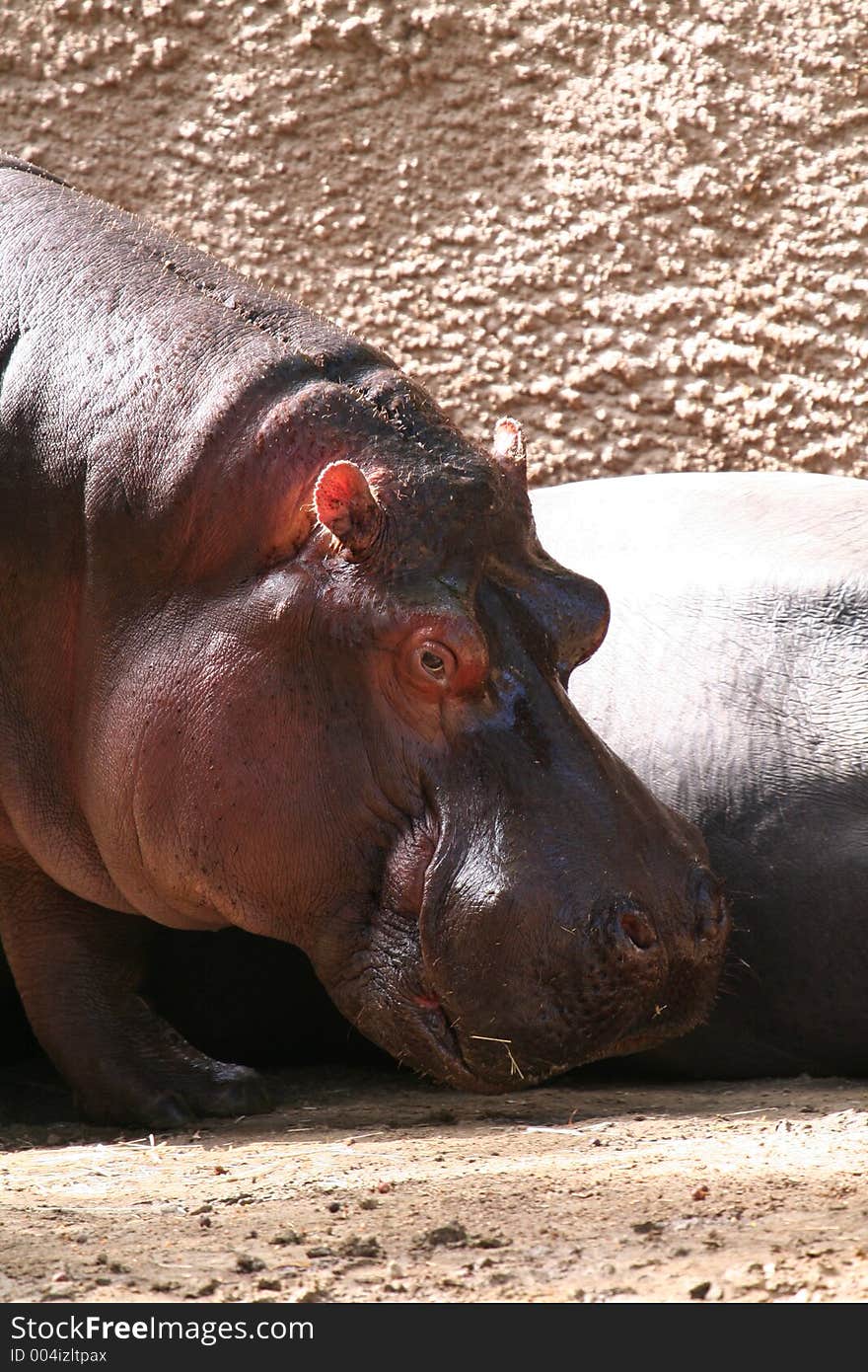 Hippopotamus eating