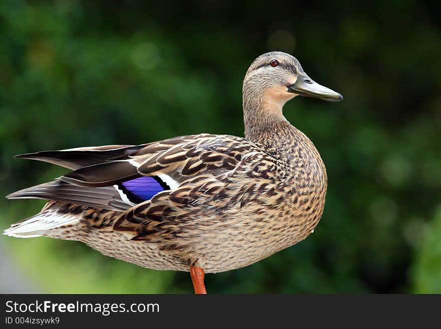 Duck