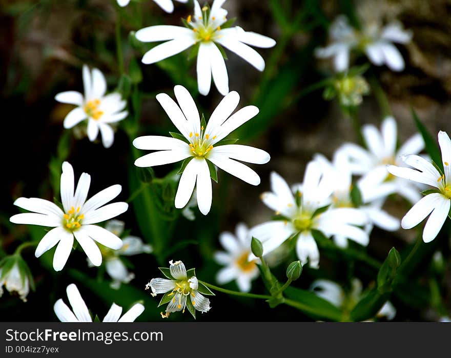 White flowers