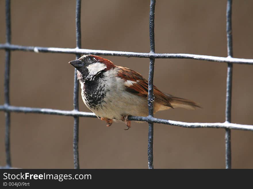 House sparrow looking up