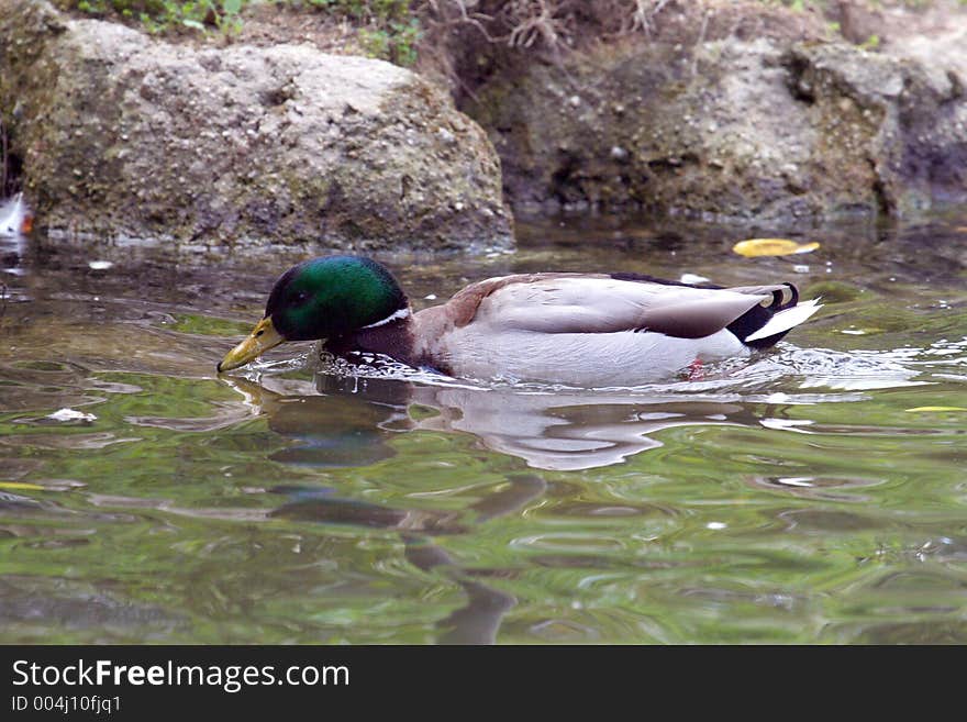 Swimming duck on greenish water