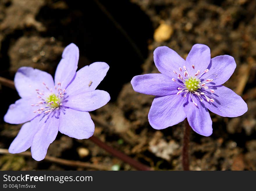 Spring Flowers In A Garden.