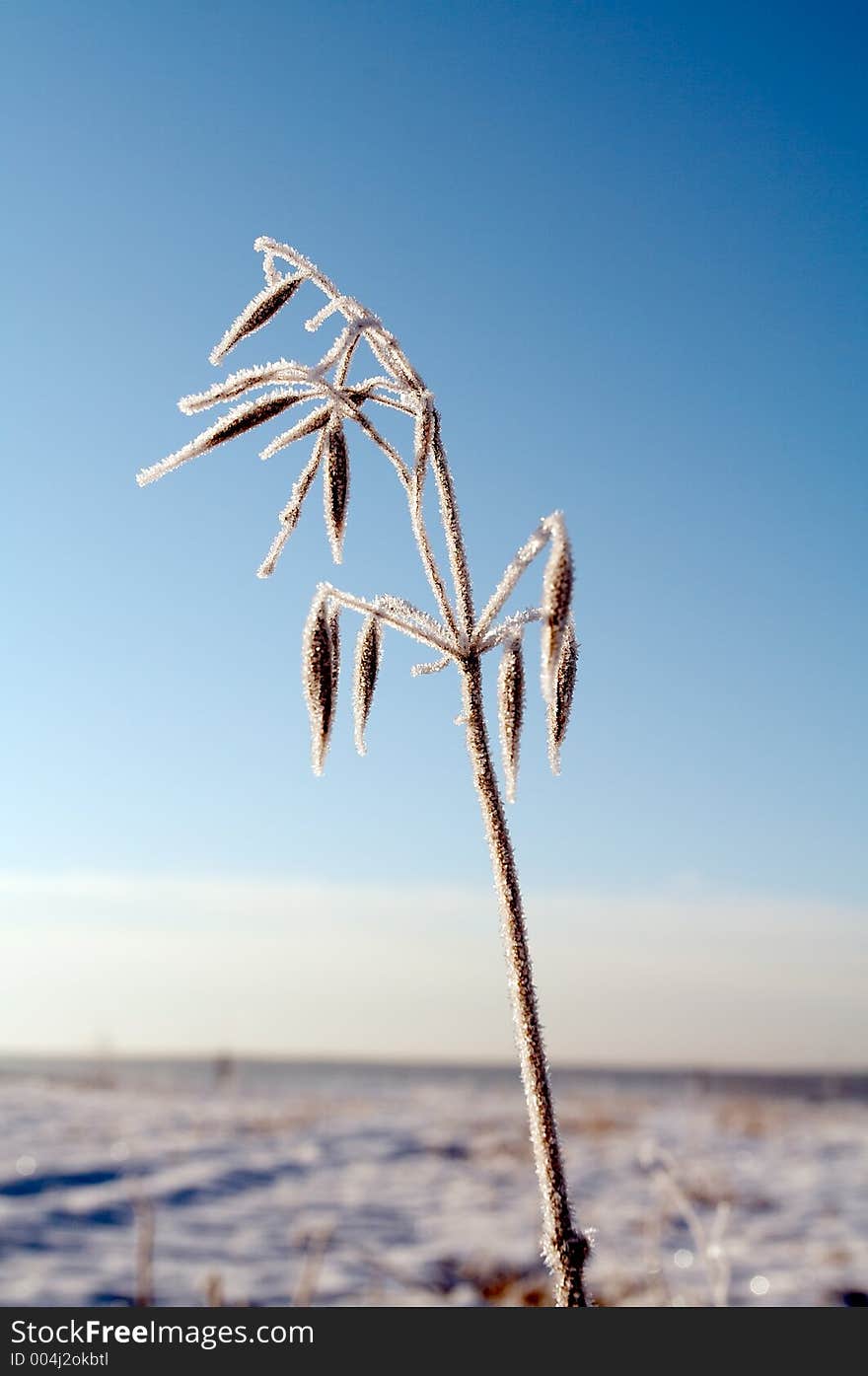 Hoar-frost