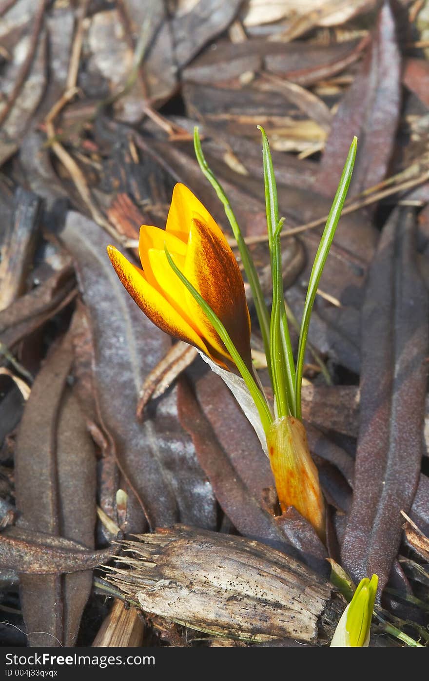 Yellow flower of crocus