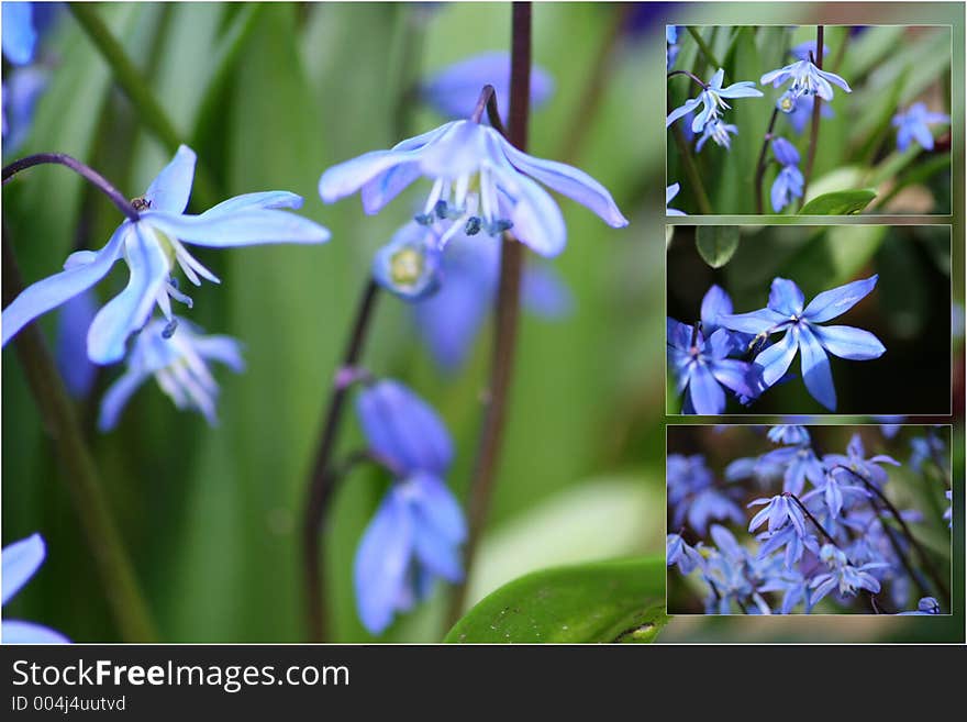 Selection of bluebell images. Selection of bluebell images