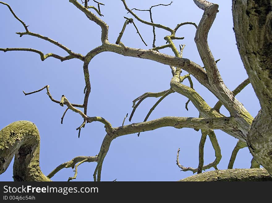 Old Tree (Sky background)