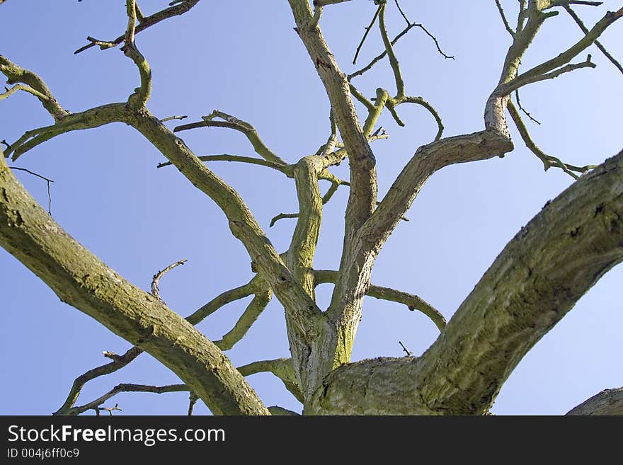 Old Tree (Sky background)