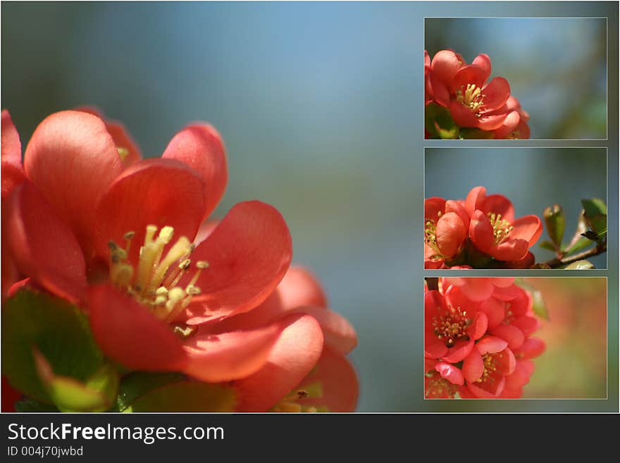 Selection of blossom images