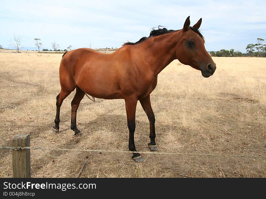 CHESTNUT HORSE IN A VAST FIELD