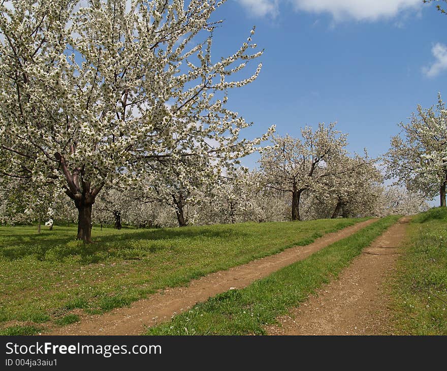 Cherry trees