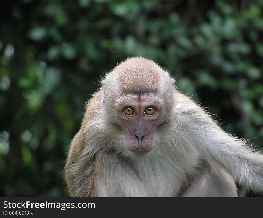 Little long tailed macaque was frightened of my camera pointed at him. He had a fright reaction putting his ears flat against his head. Little long tailed macaque was frightened of my camera pointed at him. He had a fright reaction putting his ears flat against his head.