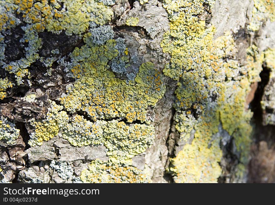 Close up of the bark on an old tree