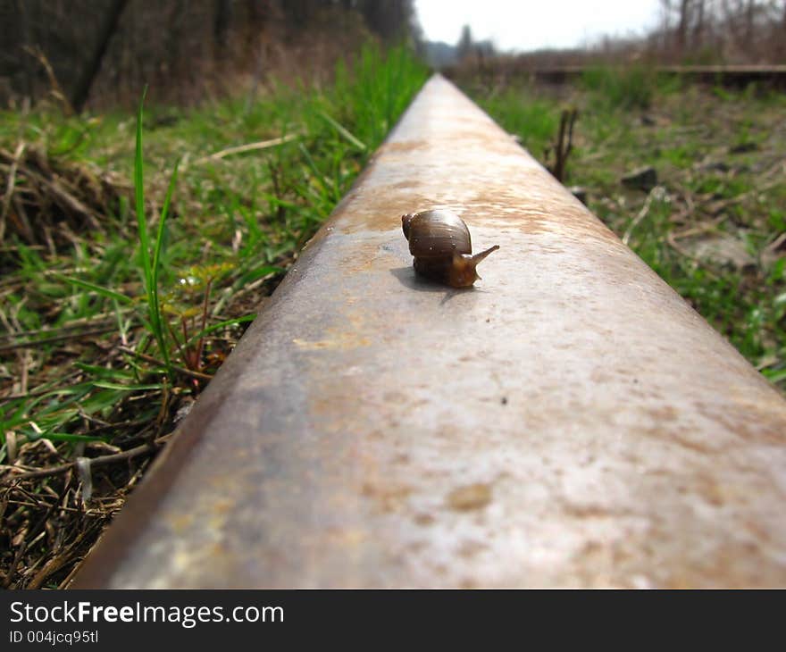 Snail long trip on the railway rail. Snail long trip on the railway rail