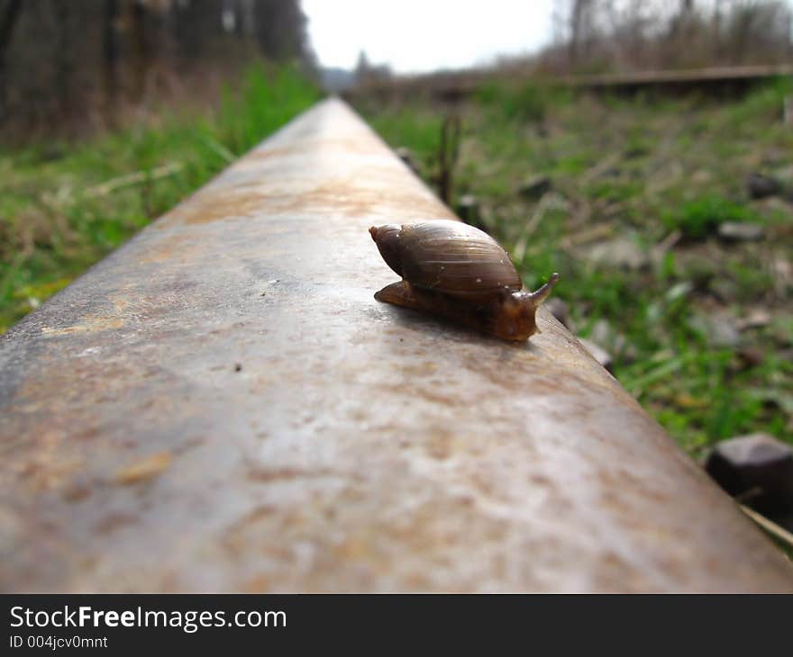 Snail long trip on the railway rail. Snail long trip on the railway rail