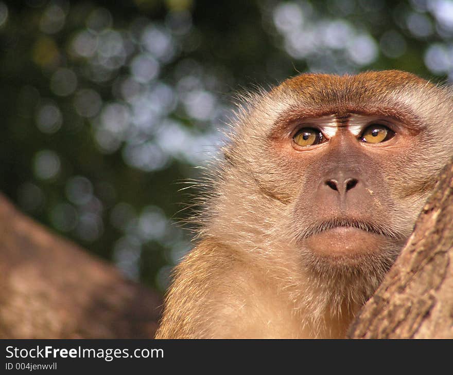 Reflective monkey