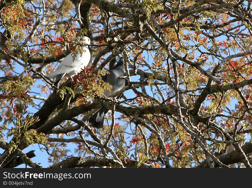 Pigeons Resting On The Tree