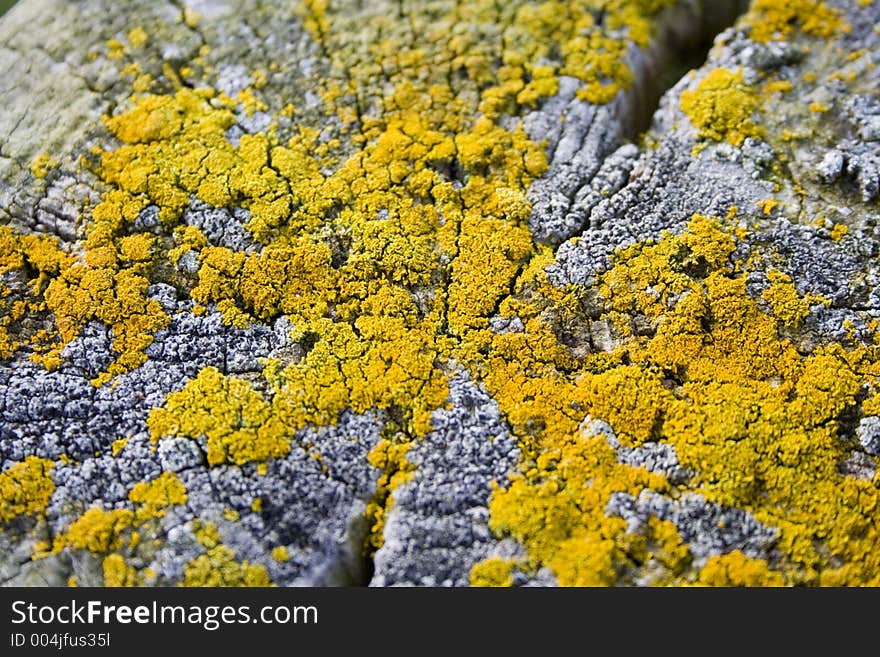 Yellow lichen on wooden post