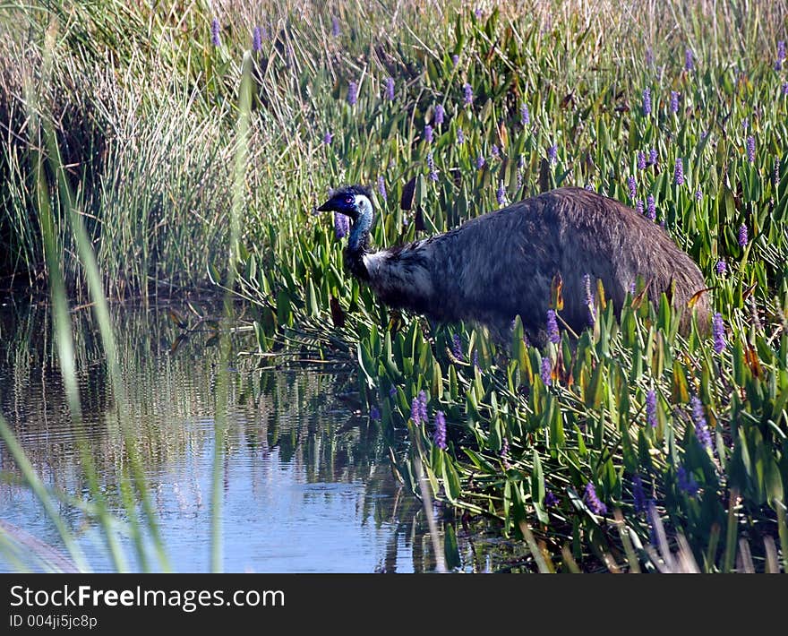 Emu Wading