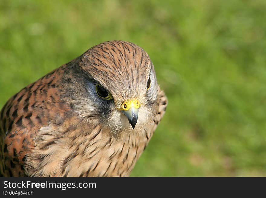 Close-up of hawk at English country estate. Close-up of hawk at English country estate