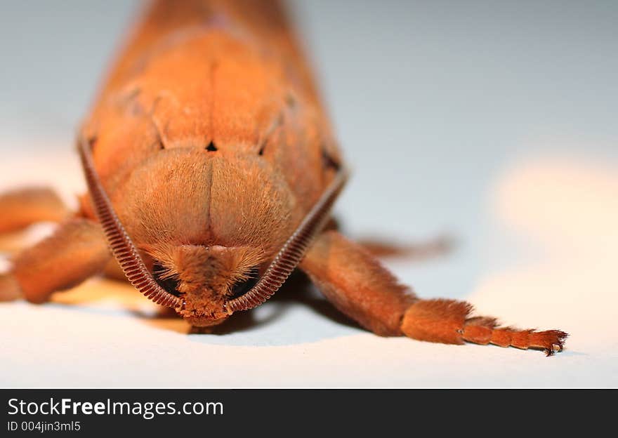 HAWK MOTH - ALIEN MACRO