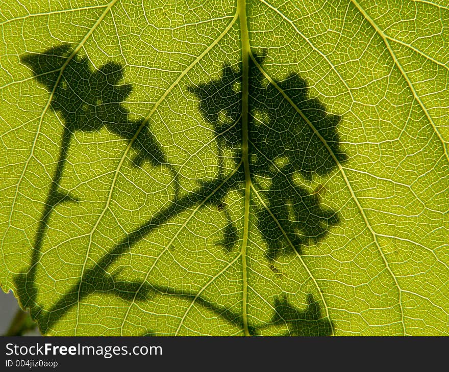 Green leaf with shadow of flower. Green leaf with shadow of flower