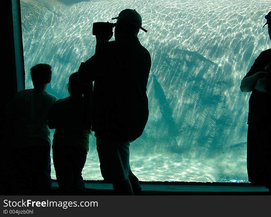 Man and his children silhouetted while watching and videotaping the sea lions underwater. Man and his children silhouetted while watching and videotaping the sea lions underwater