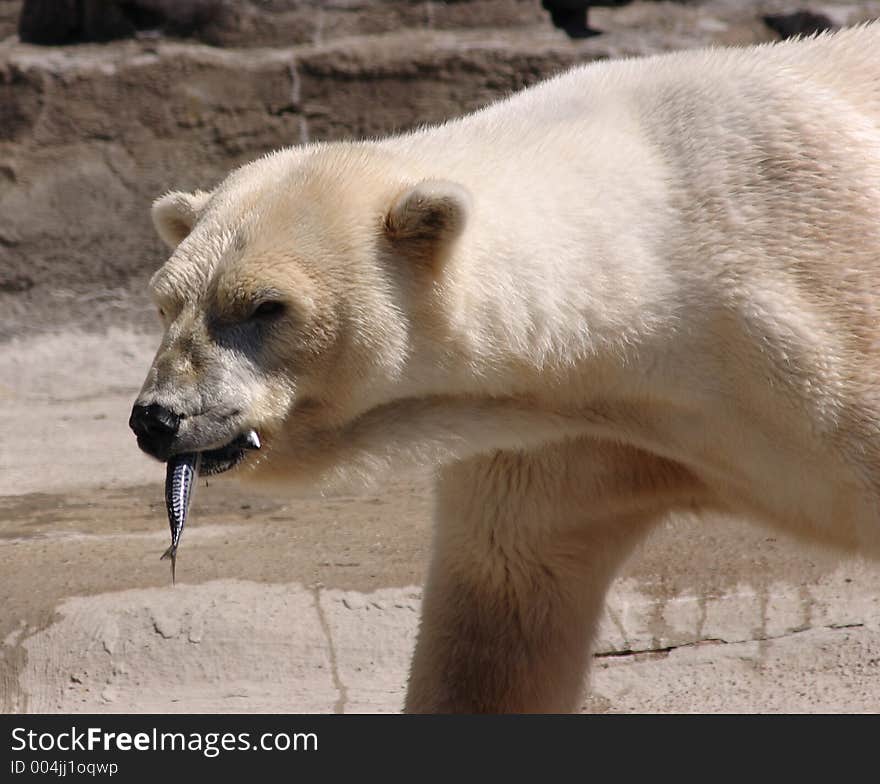 Hungry Polar