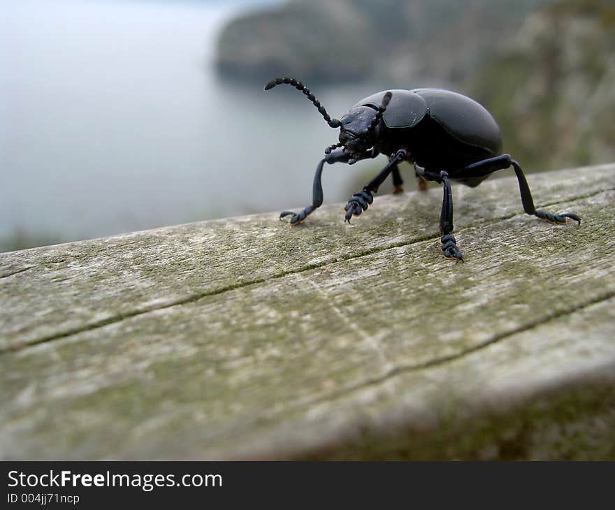 Bloody nosed beetle