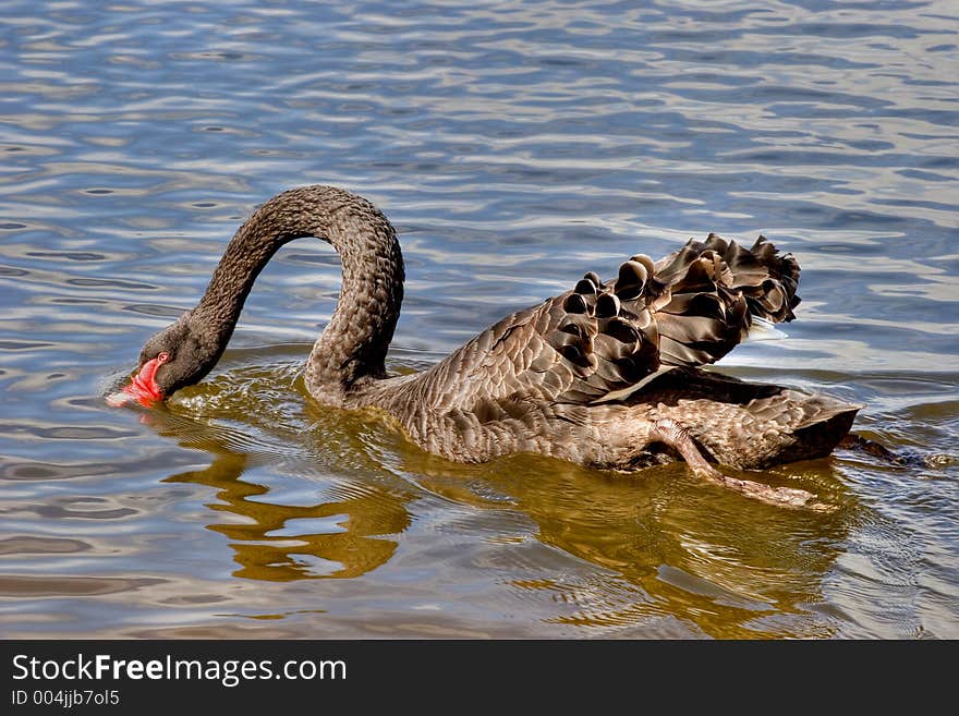 A Black Swan taking a quick drink in a lake.