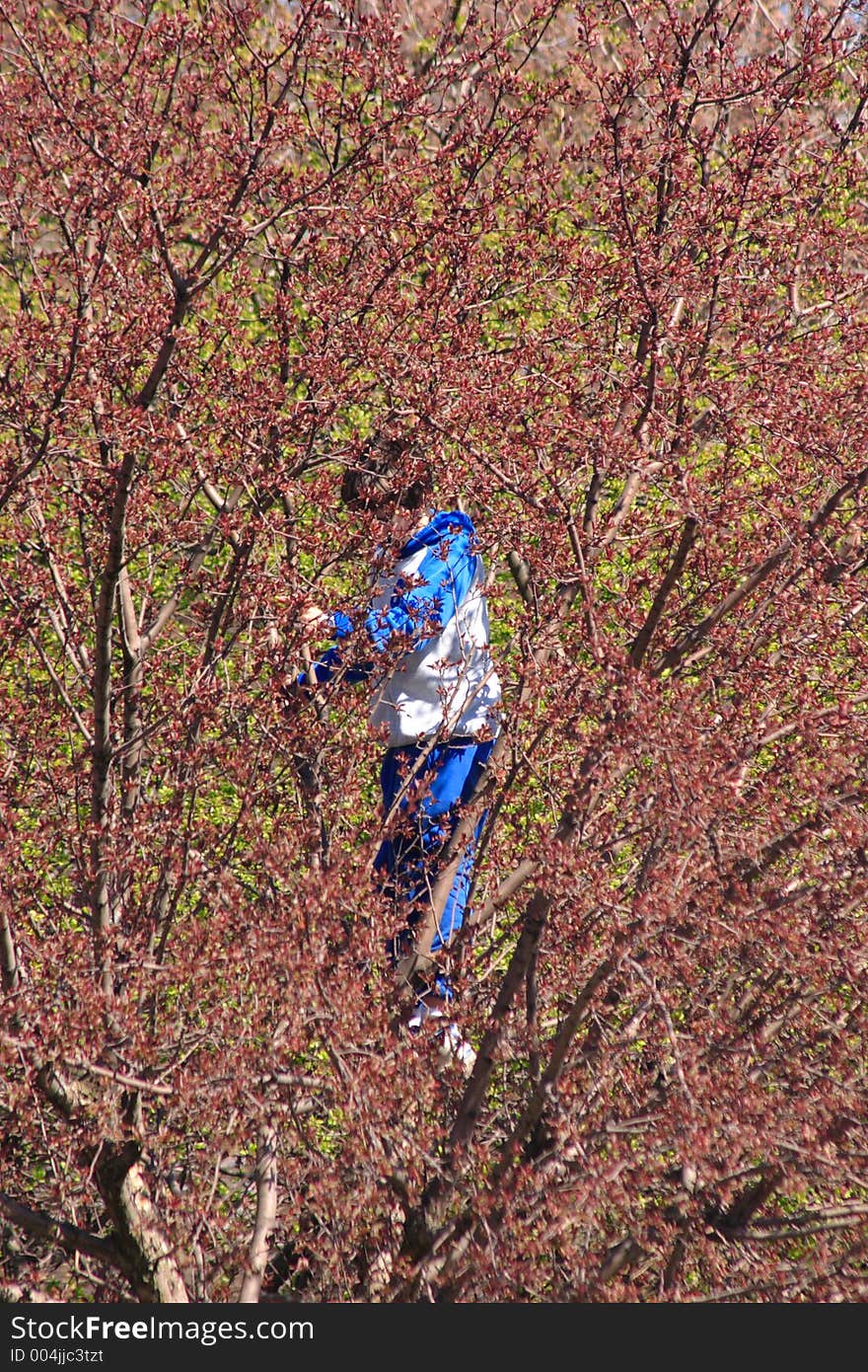 Young boy climbs in tree. Young boy climbs in tree