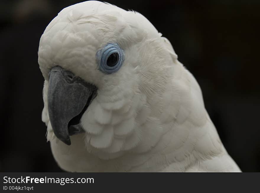 White Parrot with Blue Eye looking in Camera. White Parrot with Blue Eye looking in Camera