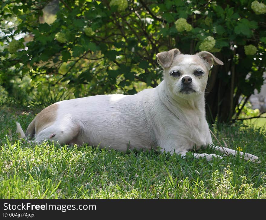 My pet dog enjoying the sun. My pet dog enjoying the sun