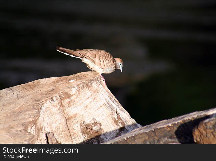 Zebra Dove On A Trunk