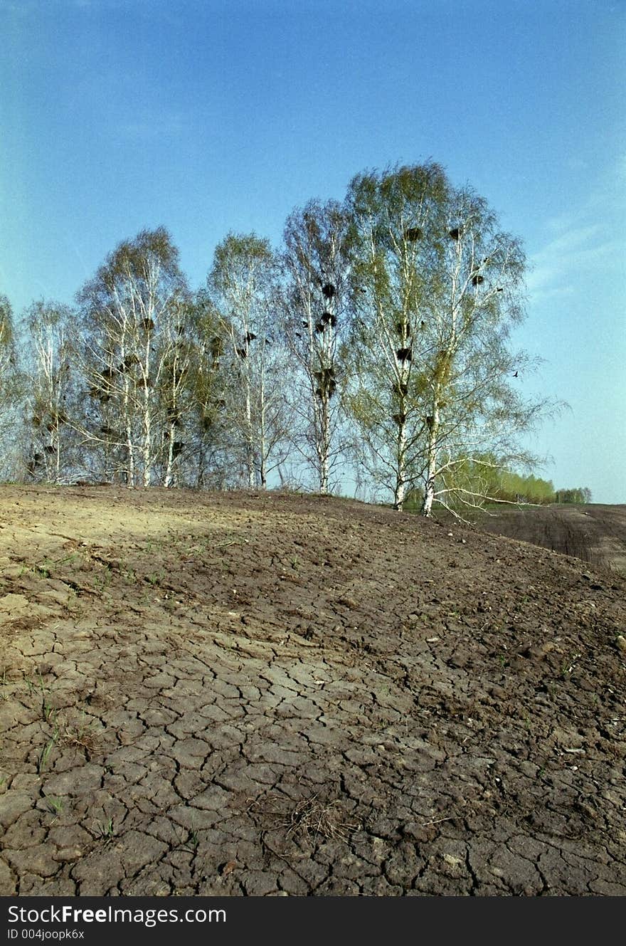 Crows nests