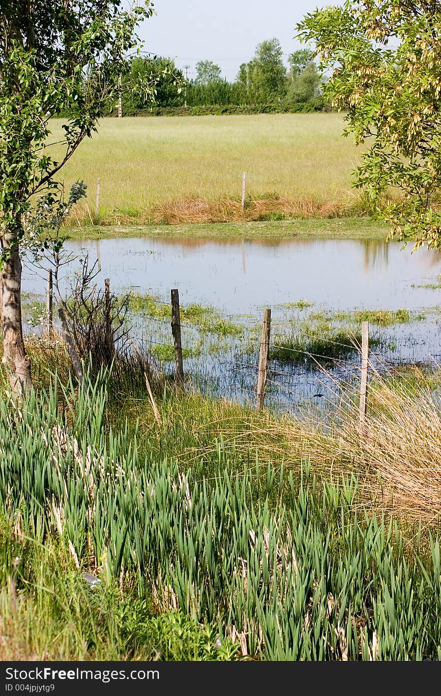 Rural scenic after a spring rain with standing water and flora framed by tree branches. Rural scenic after a spring rain with standing water and flora framed by tree branches