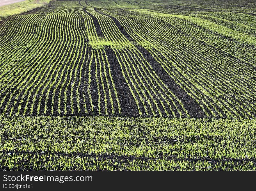 Green field. Green field