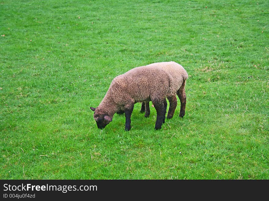 Sheep on green