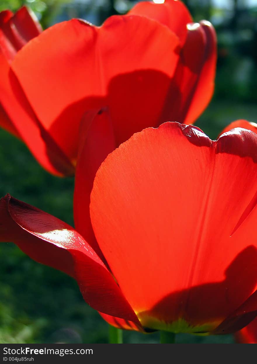 Red tulips close up