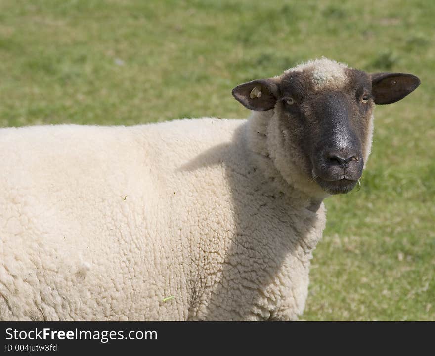 White sheep