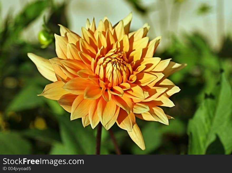 Orange dahlia