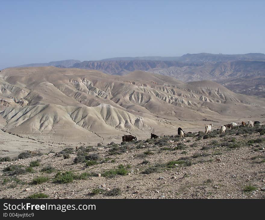 Rolling dry hills with grazing goats in the foreground. Taken in Jordan. Rolling dry hills with grazing goats in the foreground. Taken in Jordan