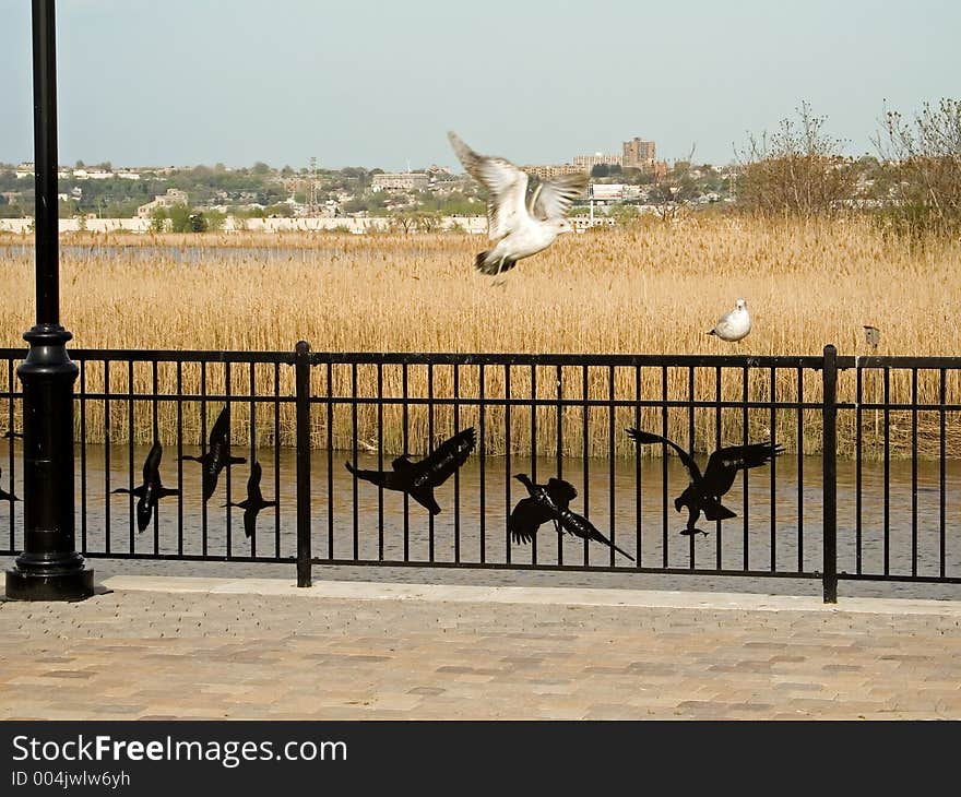 A seagull in flight at a nature preserve in the New Jersey meadowlands located in Secaucus, NJ.