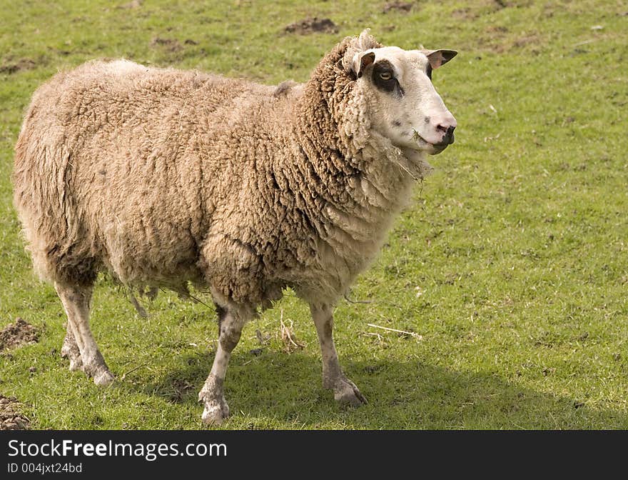 Old sheep