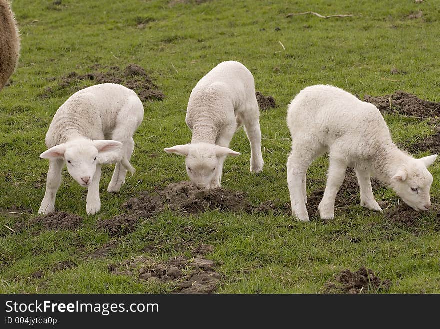 Three lambs