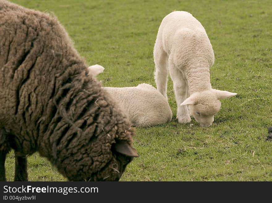 Young labs and mother-sheep. Young labs and mother-sheep