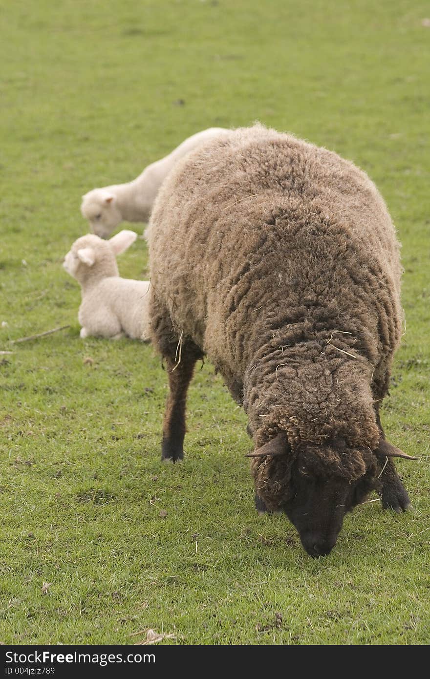 Brown Sheep