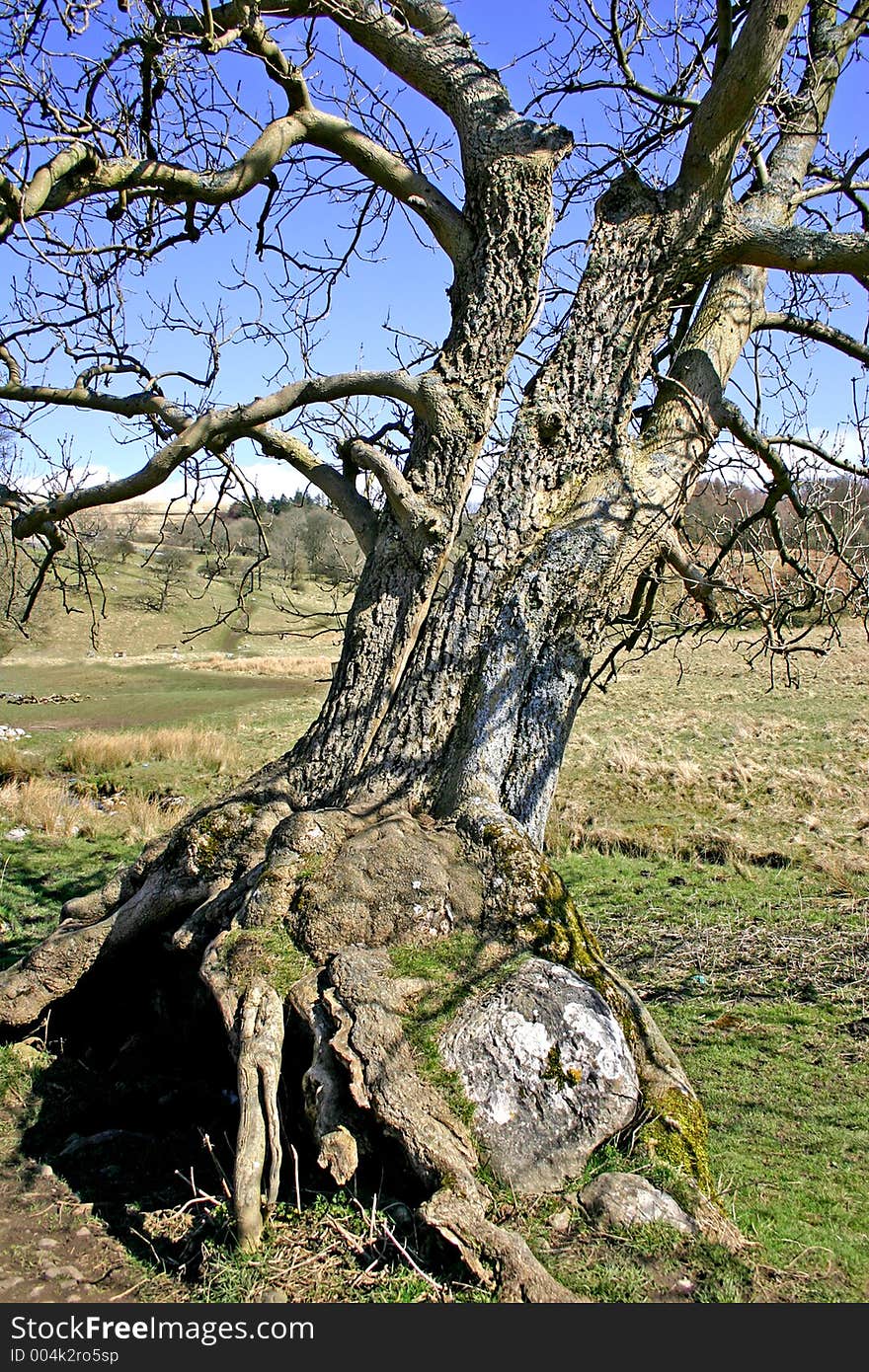 Old split tree the roots of which have grown around a large rock taken against a blue sky. Old split tree the roots of which have grown around a large rock taken against a blue sky