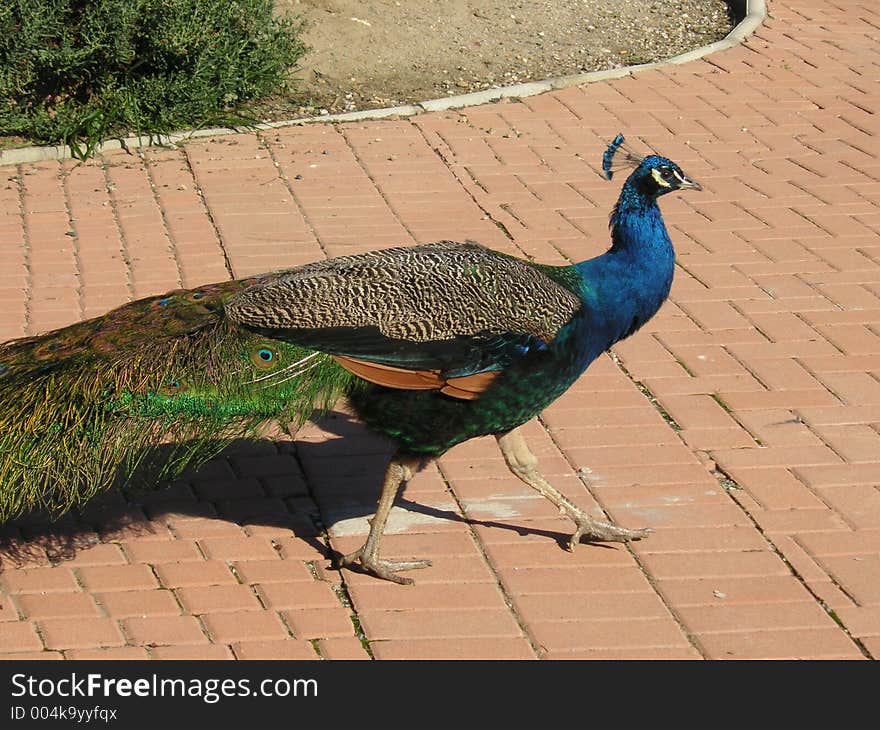 Male peacock walking around