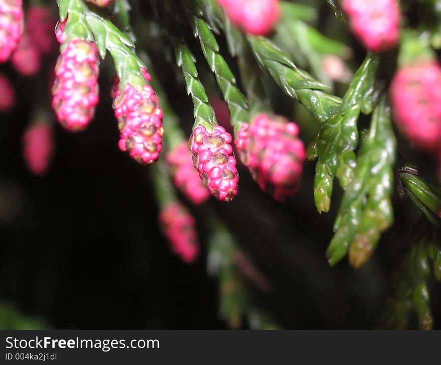 Tips of a fir tree